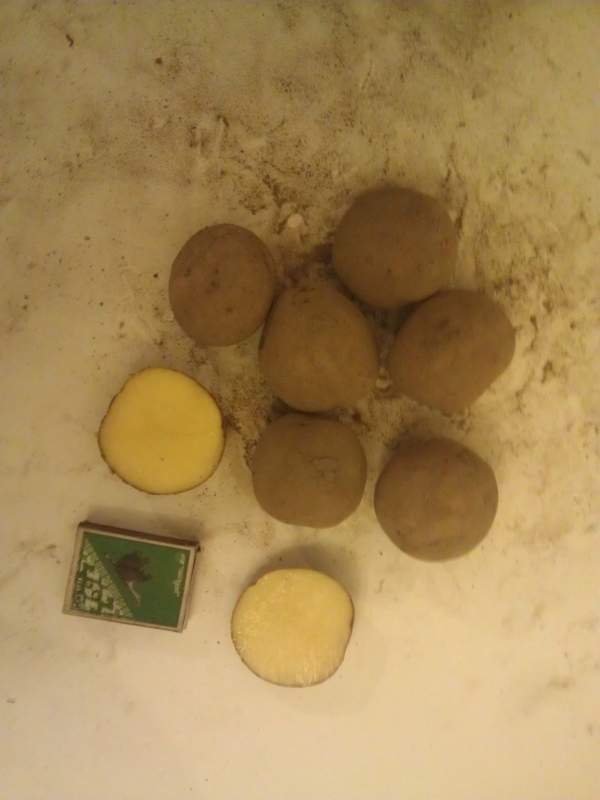 Семенной картофель без посредников из Белоруссии
