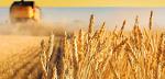 Озимая пшеница (5, 4, 3-ий класс)