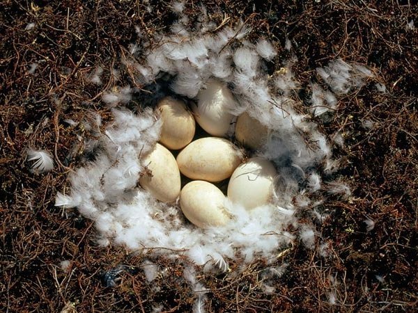 Инкубационное яйцо гуся на 2016 год/предзаказы
