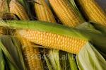 Гибридные семена кукурузы Pioneer остатки 2014г