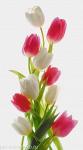 Фотопанно AntiMarker, арт.1-А-107 Нежный букет тюльпанов