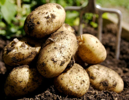 Продажа картофеля (осенний урожай) от 20 тонн