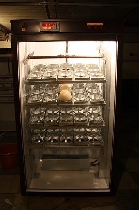 Инкубатор на 27 или 60 страусиных яиц