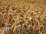 Семена пшеницы яровой мягкая сорт Омская 36