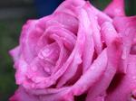 Роза Blue Parfum