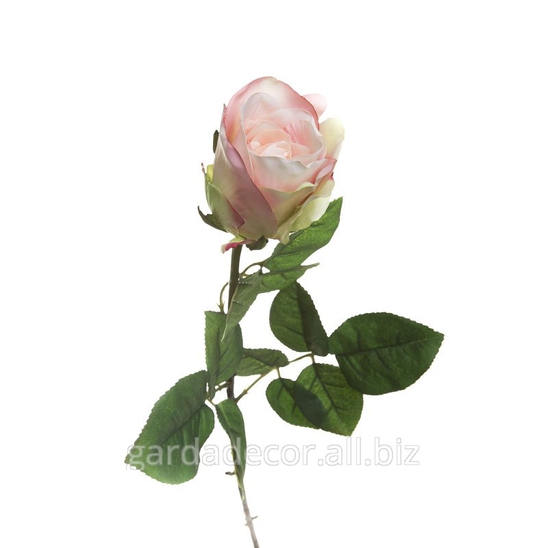 Роза розово-лиловая 7A14Х00008