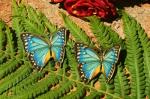 Серьги Бабочки голубые