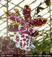 Орхидея Колманара