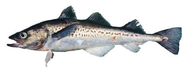 Минтай (Walleye pollock)