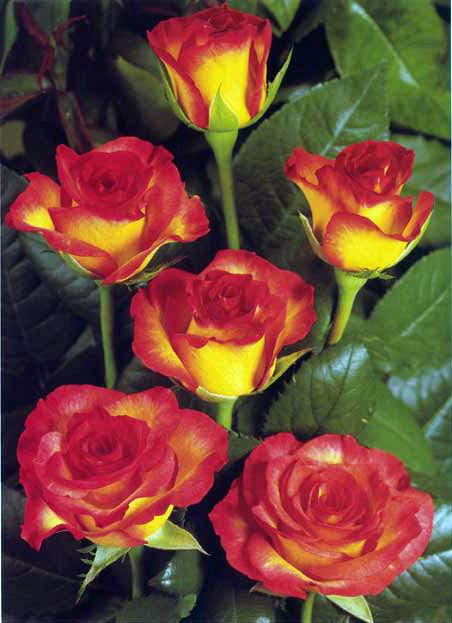 Срезанные розы чайно-гибридные, флорибунда, мелкоцветные (спрей)