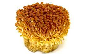 Грибы Golden Enoki