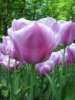 Луковицы тюльпана Holland Beauty