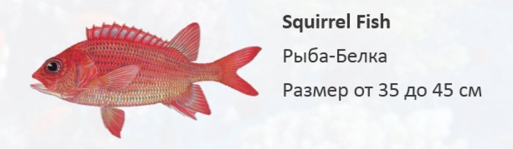 Рифовая рыба Рыба-Белка - Squirrel Fish