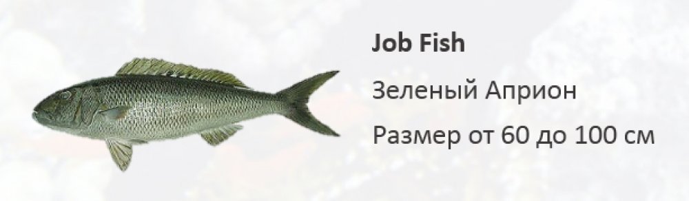 Рифовая рыба Зеленый Априон- job Fish