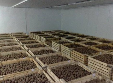 Продажа картофеля и семенного картофеля
