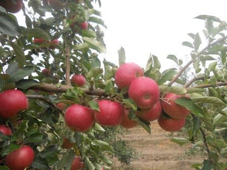 Яблоки  Молдавия