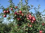 Свежие яблоки  Молдавия Айдаред