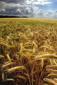 Пшеница фуражная и кормовая