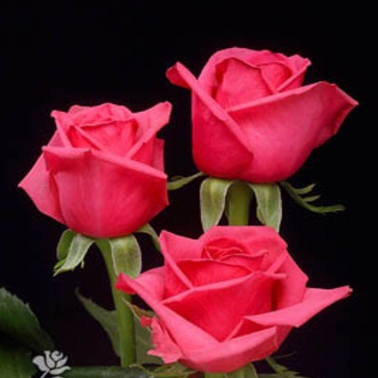 Розы Тенга Венга