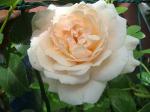 Розы Пенни Лайн