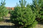 Оптом живые сосны зеленые елки для новогодних праздников