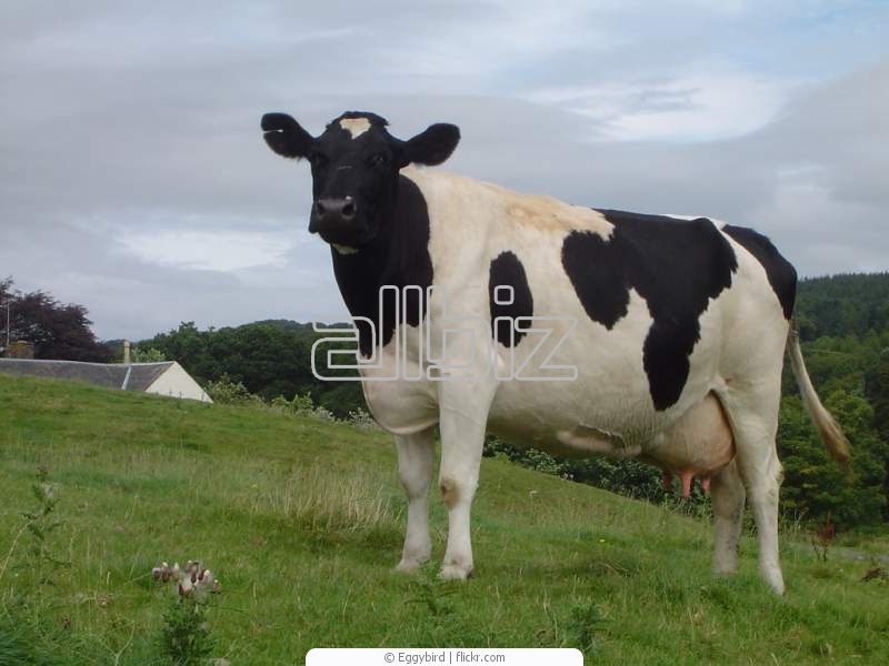 Скот крупный рогатый мясо-молочных пород