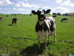 Коровы Айрширская порода