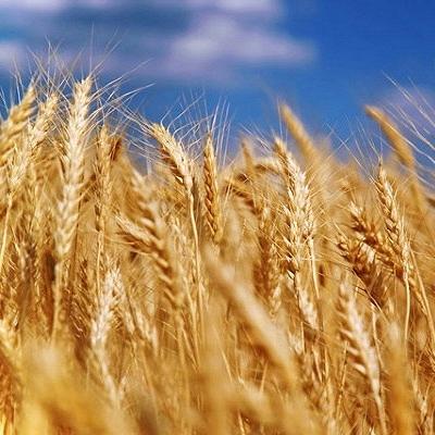 Пшеница озимая Губернатор Дона СЭ, ЭС, РС-1