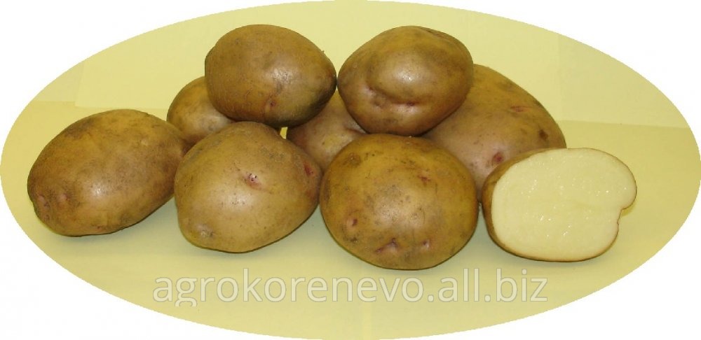 Семенной картофель с. Жуковский ранний (суперэлита)