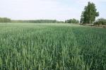 Семена пшеницы Омская 36