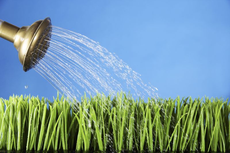 Биопрепараты для защиты растений от засухи и жары