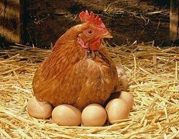 Яйцо домашнее куриное