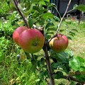 Посадочный материал яблони