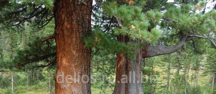 Эфирное масло кедра сибирского (Pinus sibirica)