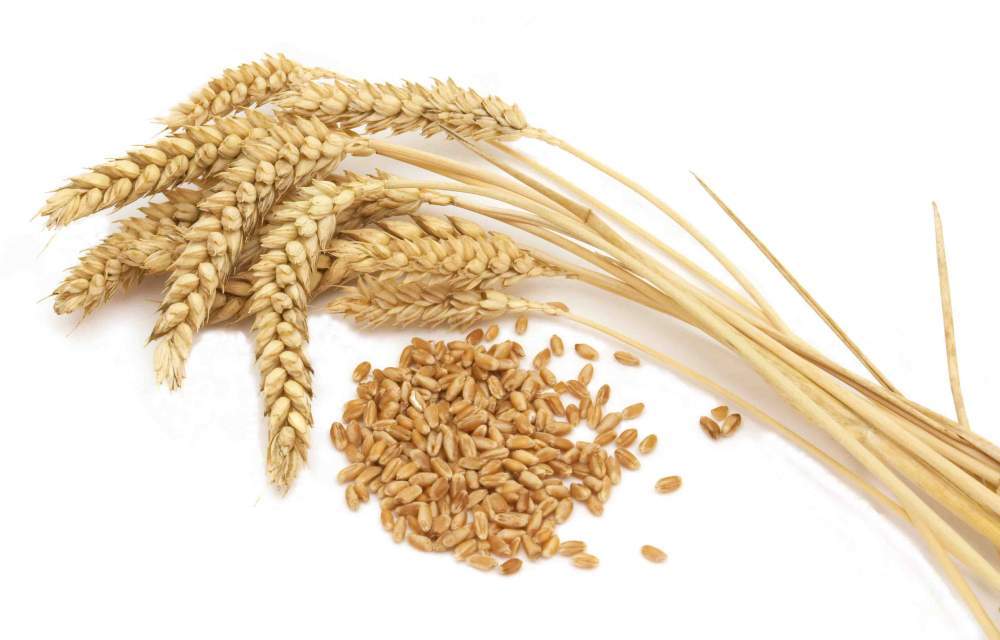 Семена яровой пшеницы Злата 1 репродукция