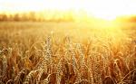 Пшеница семена 1 репродукция Злата
