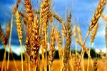 Пшеница 1 репродукция Злата (семена)