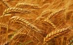 Семена пшеницы Злата
