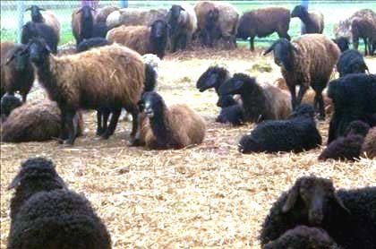 Племенные овцы Эдильбаевской породы овец