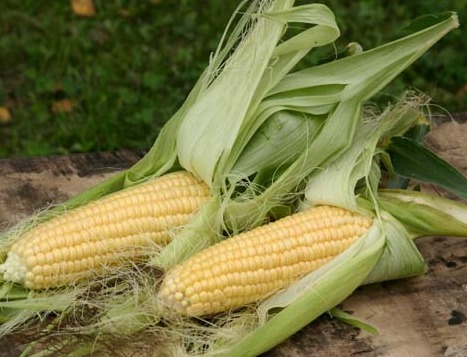 Семена кукурузы сорт РОСС 209 МВ