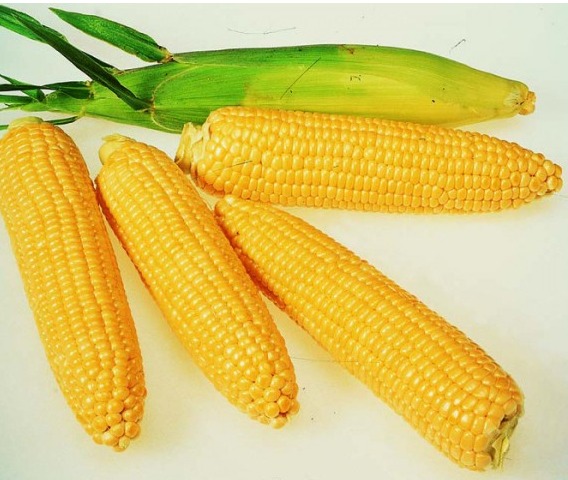 Семена кукурузы РИК 340 МВ