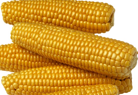 Сортовая кукуруза РОСС 199 МВ