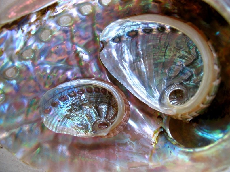 Раковины перламутровые 2-х створчатых пресноводных моллюсков