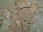 Камень Шкура тигра натуральный песчаник пластушка - Раздел: Строительные материалы, отделочные материалы