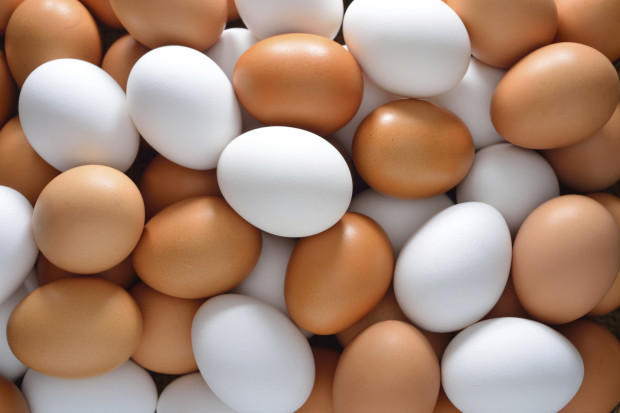 Оптовая продажа куриного яйца