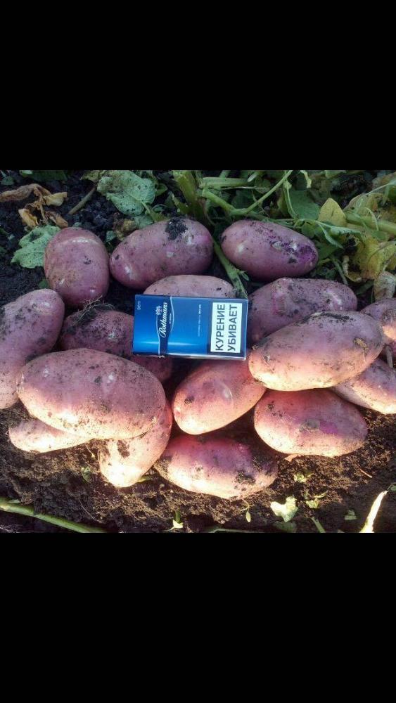 Картофель Ред скарлет 2017 года урожай