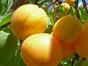 Персик, абрикос, алыча из Крыма