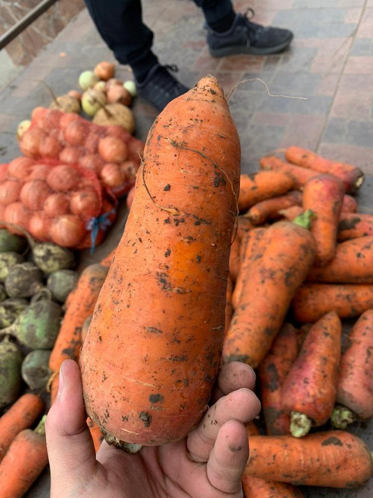 Крупная морковь оптом от 10 тонн