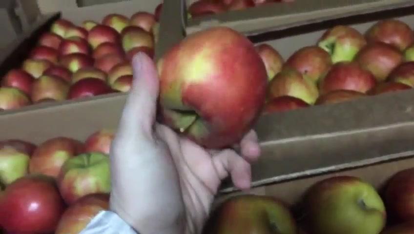 Сладкие яблоки оптом со склада в Иркутске.