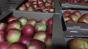 Сладкие яблоки оптом со склада в Иркутске.